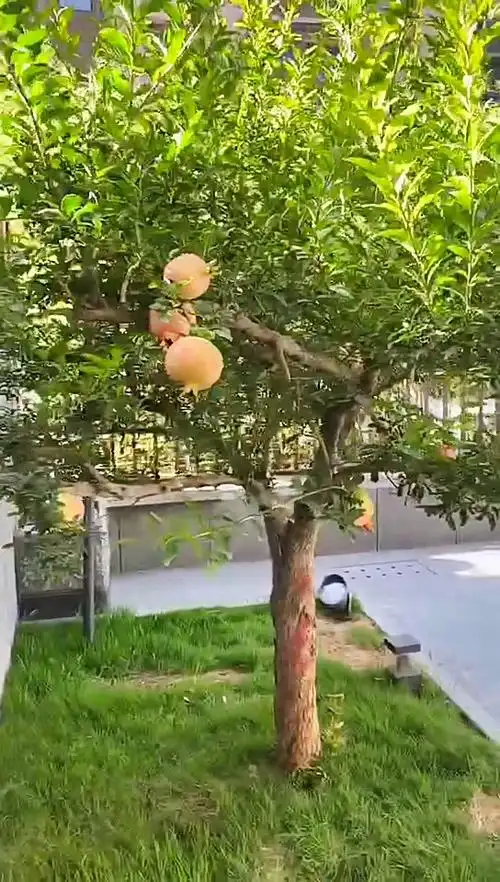 庭院景观小院的石榴树旺盛繁茂硕果累累来吃尝尝味道