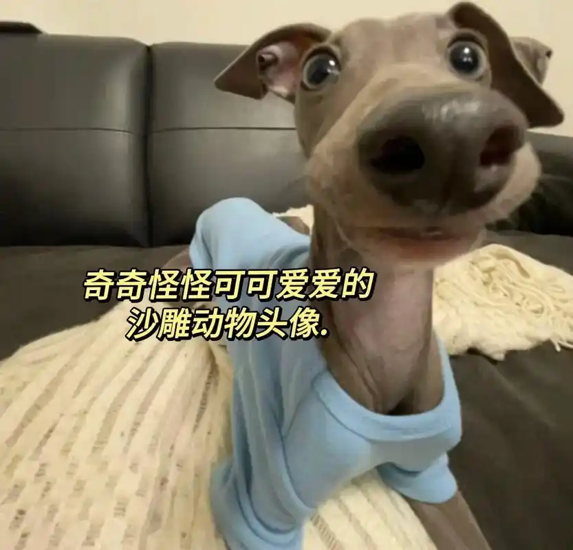 搞怪沙雕动物头像.#搞怪头像 #沙雕头像 #充满自由的头像 - 抖音