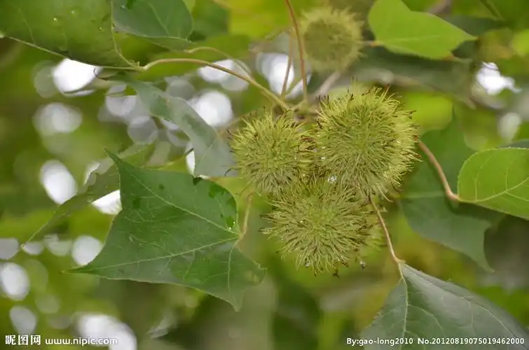 像素格式:jpg颜色:rgb40共享分×关 键 词:枫香树果 树木 枫香 枫树