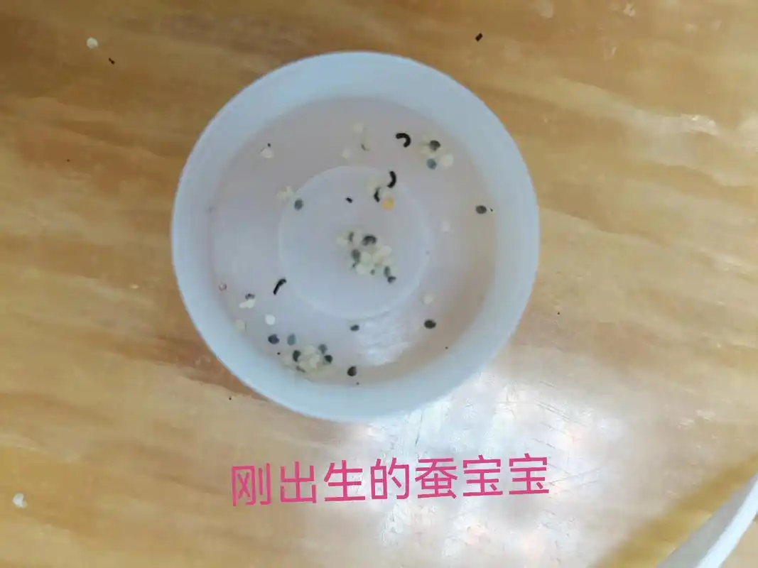 蚕宝宝的一生,轮回#蚕宝宝 #养蚕日记 #蚕宝宝成长记 #观 - 抖音