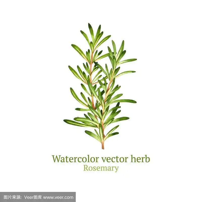 迷迭香,绘画插图,艺术,素食,无人