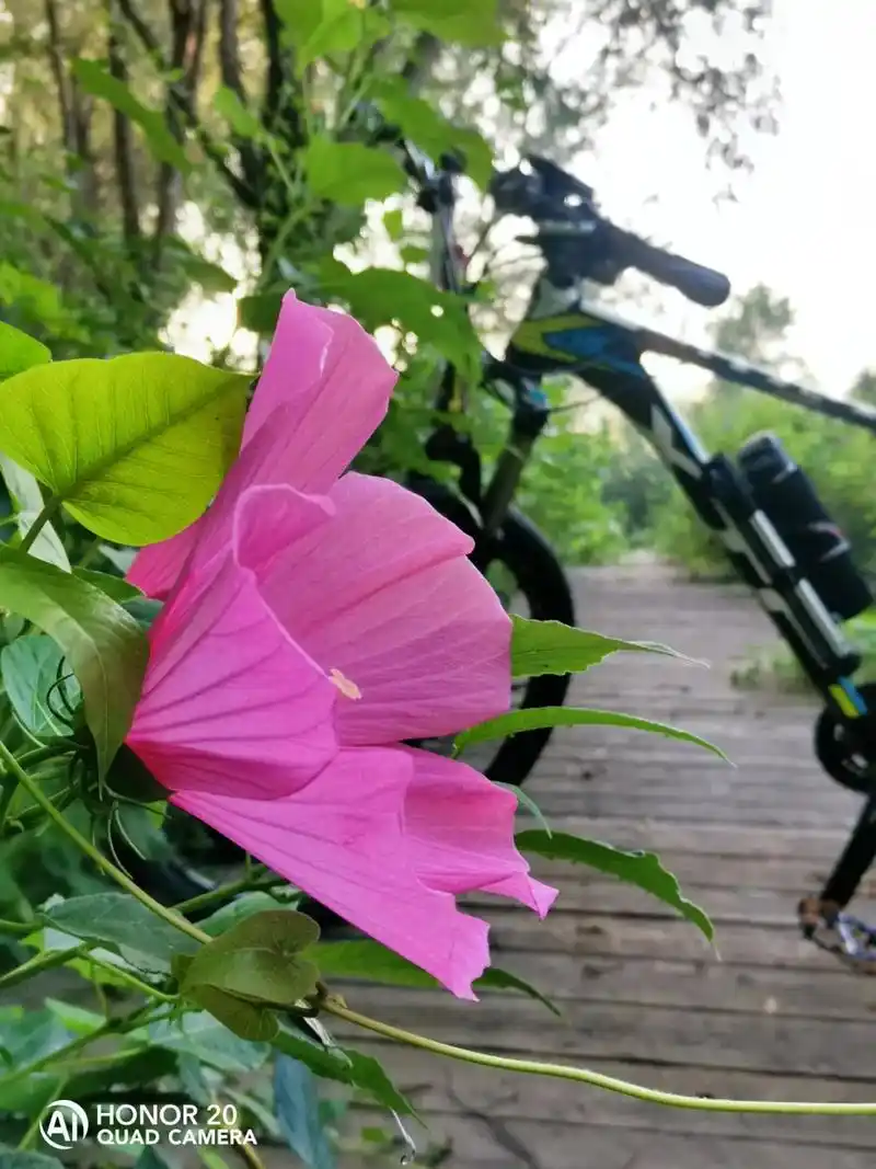 赏花收种子问度娘 芙蓉葵种植方法和时间 1,芙蓉葵可通过播种 - 抖音