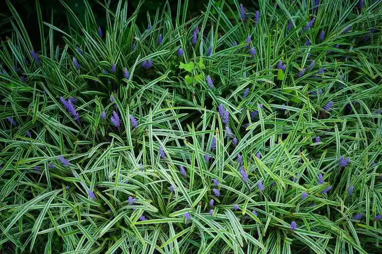 我见到的山东本土植物和园林栽培植物(306-1)金边阔叶山麦冬