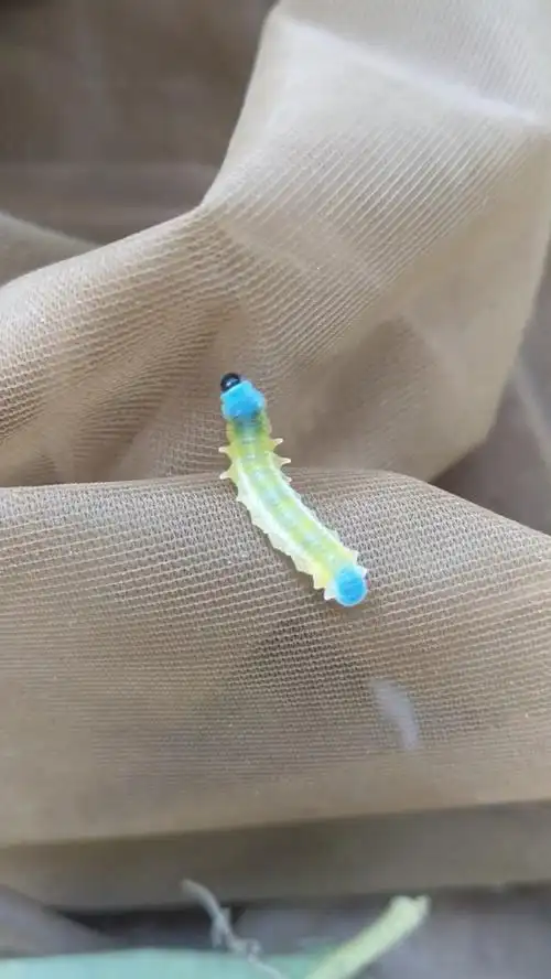 七彩虹色毛毛虫