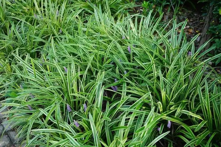 我见到的山东本土植物和园林栽培植物(306-1)金边阔叶山麦冬
