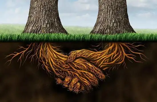 大树的根系(图片来源:veer图库)