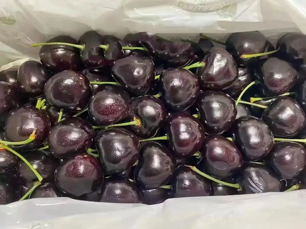 俄8樱桃90国产"科迪亚"世界第一 俄罗斯8号 russian cherry 【早熟