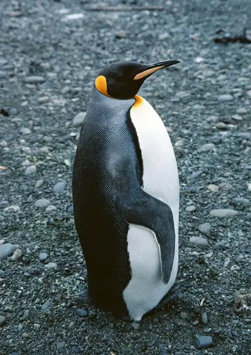 可爱企鹅图片北极动物企鹅