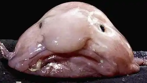 怪兽来了  :实拍深海恐怖人脸怪鱼