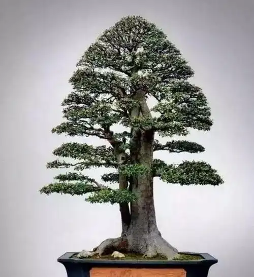 盆景常见的八种形态入门玩家可以了解下最后几种非常好看