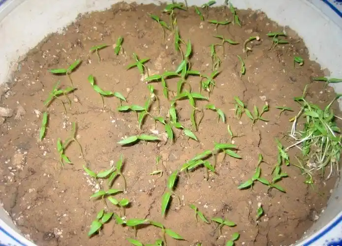 在阳台种出高产又好看的朝天椒,让邻居羡慕不已!