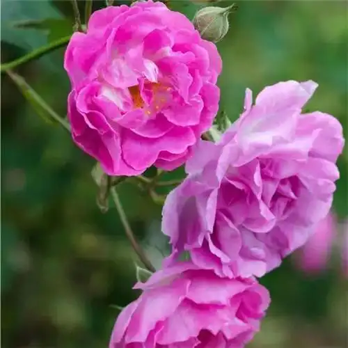 美丽鲜花头像图片大全 高清好看的唯美意境花朵微信头像_植物头像