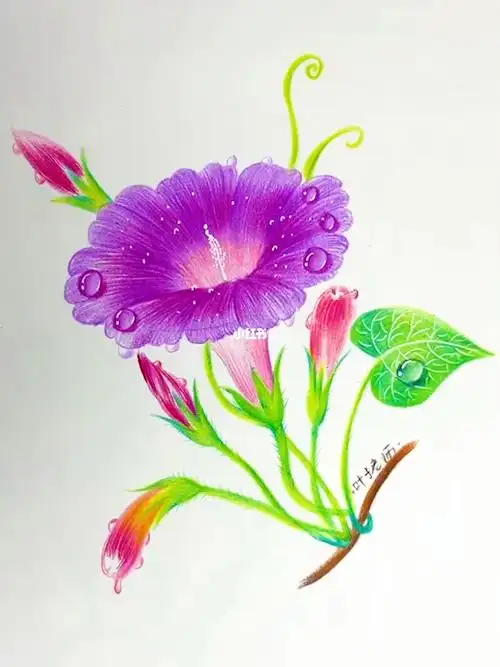 超级详细的彩铅牵牛花画法全过程太美了