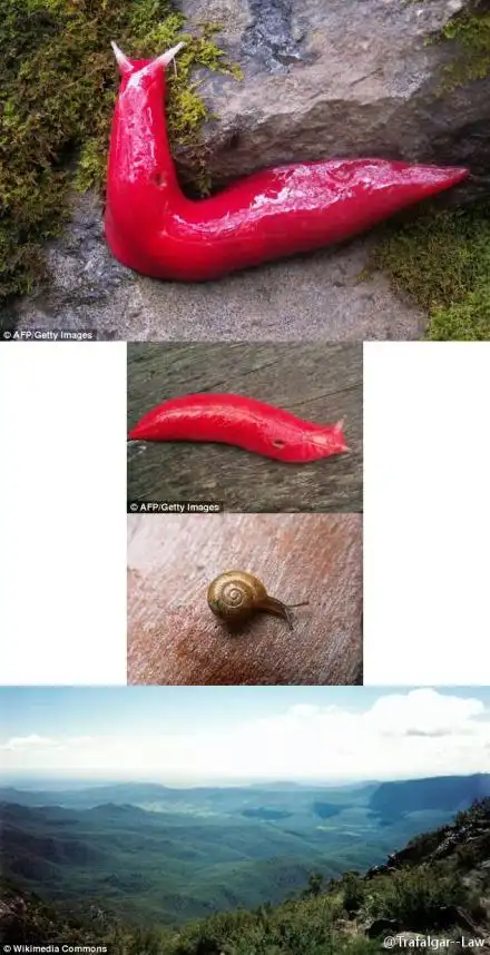 澳洲现怪异荧光血红"鼻涕虫"和食人蜗牛