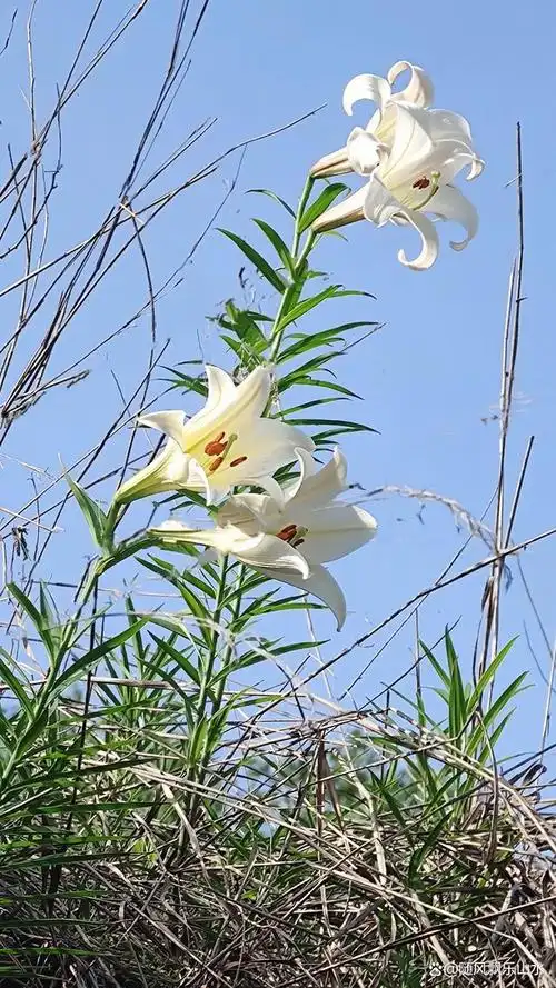 野百合的春天~永安桃源洞后山的百合谷,野百合花初绽放