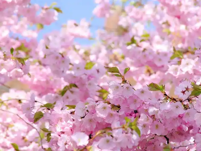 樱花,粉红色的花朵,春天,开花 壁纸 - 1600x1200