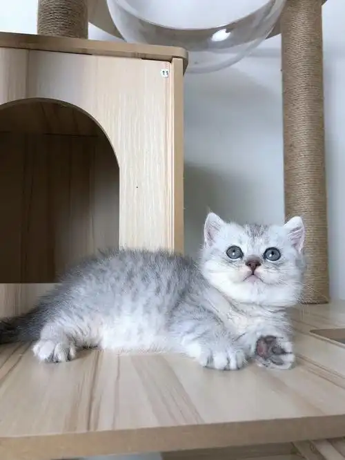 矮脚银渐层弟弟