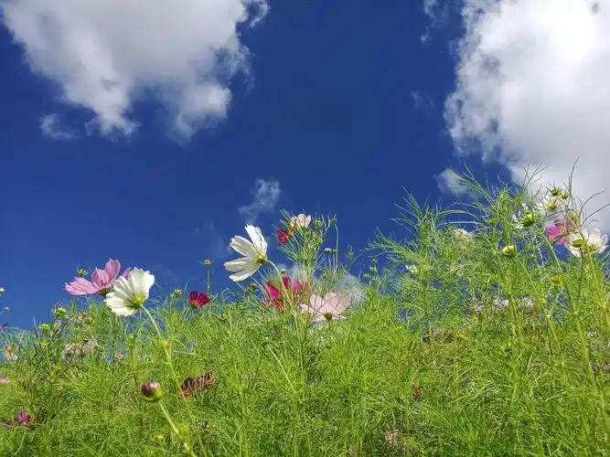 蓝天白云格桑花