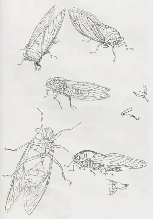 知了动物简笔画