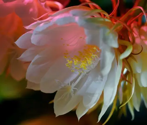 昙花一现展风采 19.11.03.