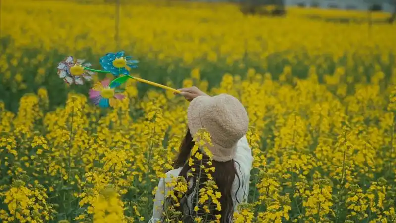 4k实拍春天油菜花赏花玩风车的少女背影视频