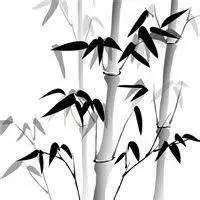 女人用竹子做头像寓意_微信头像图片大全