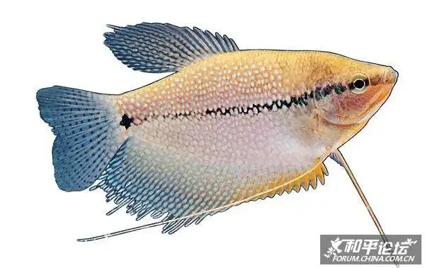 鱼类大观园 (1) [100p]