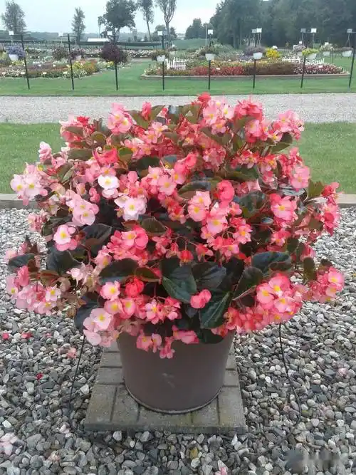 【精选耐热型品种】杂交秋海棠 超大花朵 超饱和花色=超级销量_超级