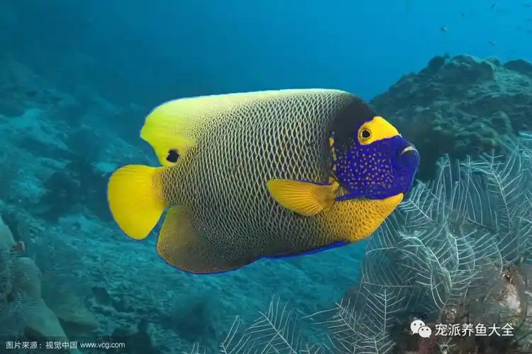 每日一鱼蓝面神仙头部的花纹非常独特