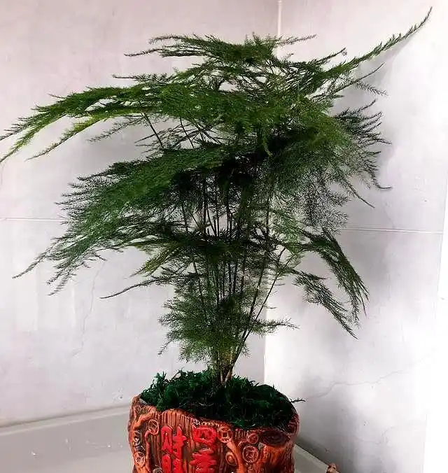 文竹长不旺,浇水时加点"料",嗖嗖冒强笋,养出爆盆状态