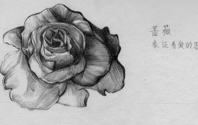蔷薇——爱的思念