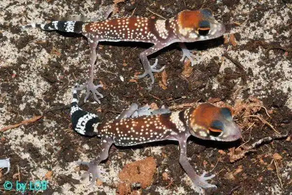 从零开始养星点守宫基础饲养指南