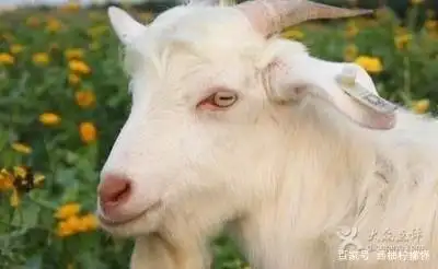 羊和山羊的瞳孔为横向缝状(长方形) 这使得羊咩咩拥有非常宽的视野,不