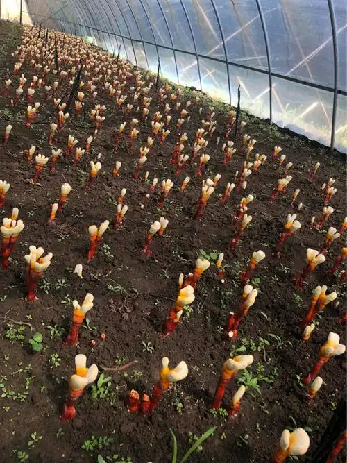 灵芝的生长过程