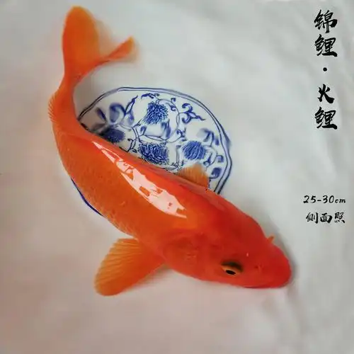 观赏鱼易活体冷水鱼不加温锦鲤小金鱼活鱼苗纯种招财红色红鱼火鲤