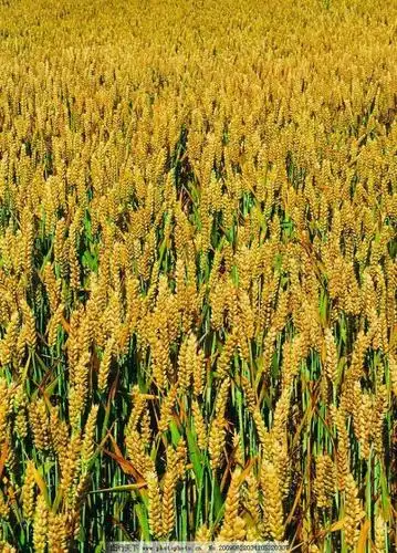 秋天丰收的农作物