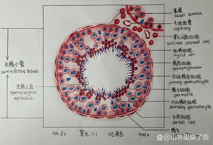 组织学与胚胎学# #组织学与胚胎学实验绘图# #红蓝铅笔绘图# #生精