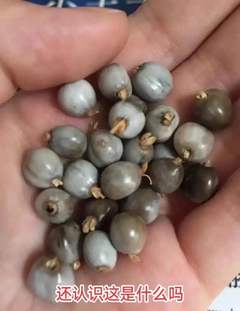 还认识它吗,#草珠珠,小时候用它串手链,串帘子 #草珠珠 - 抖音