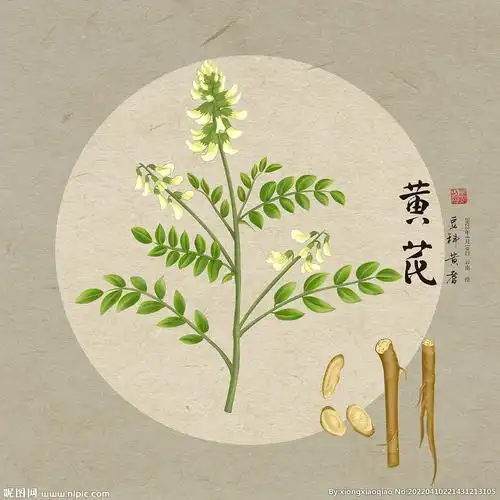 手绘黄芪