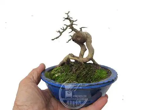 小对节;怪桩造型构思 ,,, - 盆景造型构思 - 岭南盆景网 - powered by