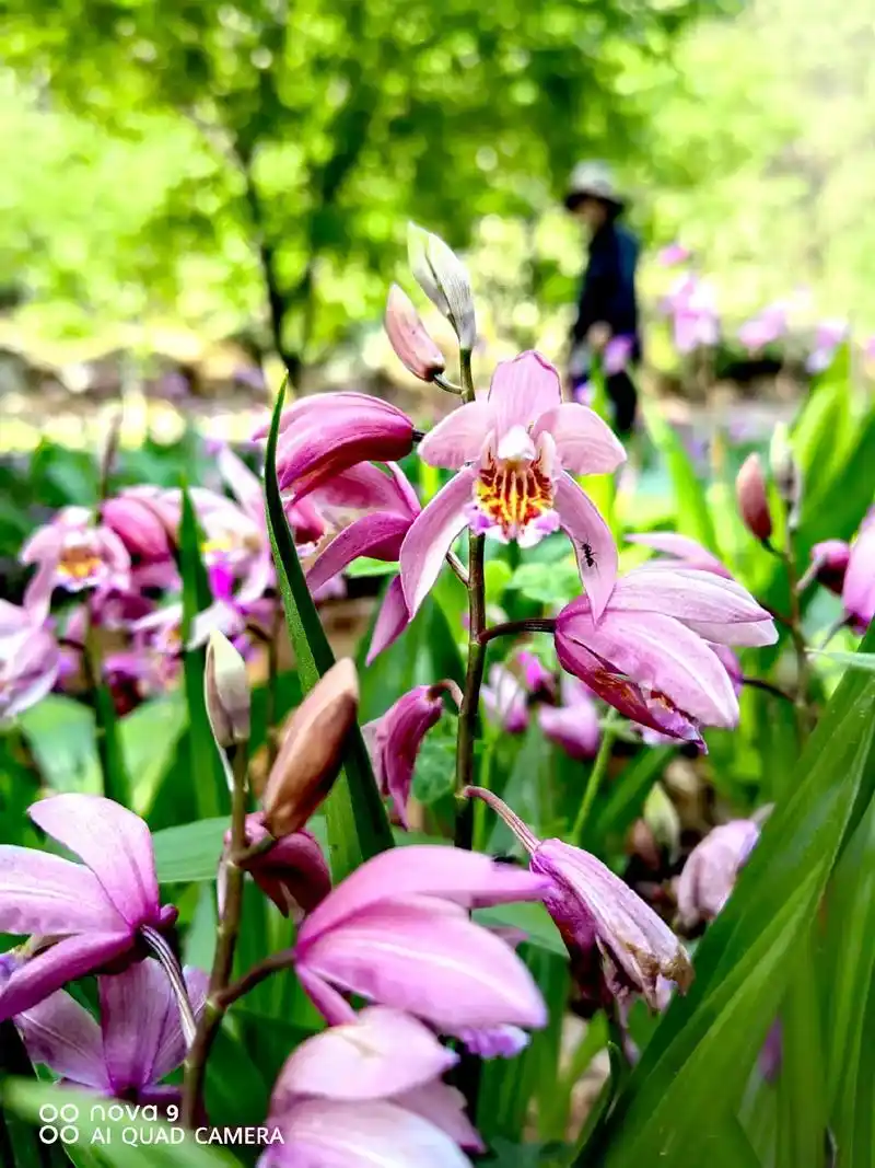 治愈你的从来不是时间,而是内心的度与量和大自然中的花草树木. 清晨
