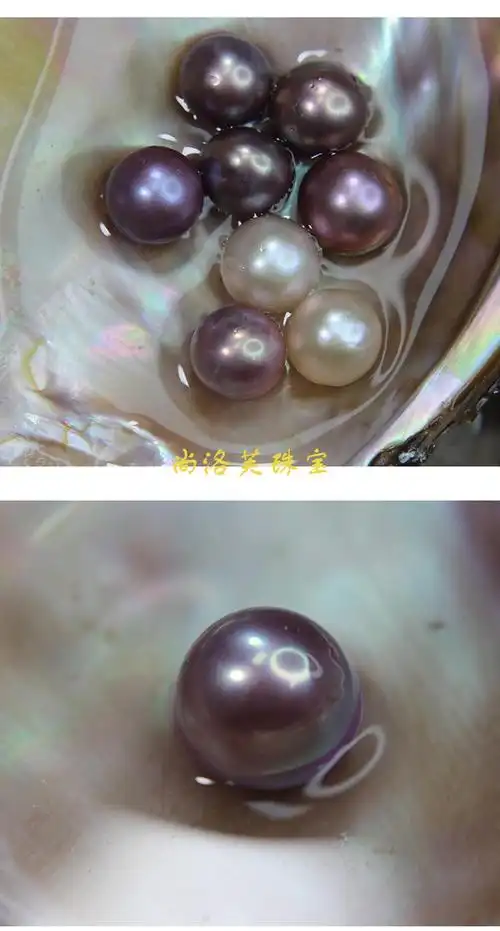 京选甄品珍珠河蚌自己开活蚌壳取爱迪生珍珠鲜活珍珠蚌单颗巨无霸单珠