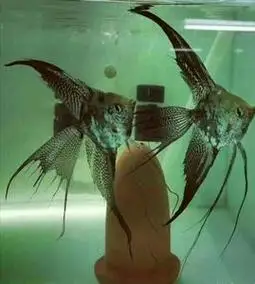 台湾精品阿凡达烟熏长鳍长尾燕鱼阿凡达长鳍长尾神仙鱼