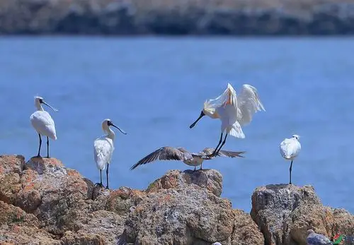 海礁上的琵鹭