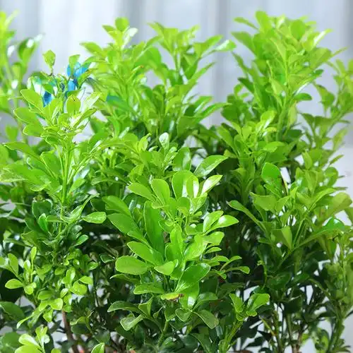 大多数松柏科植物是属于四季常绿树,并不只有松柏会长青,阔叶树中也