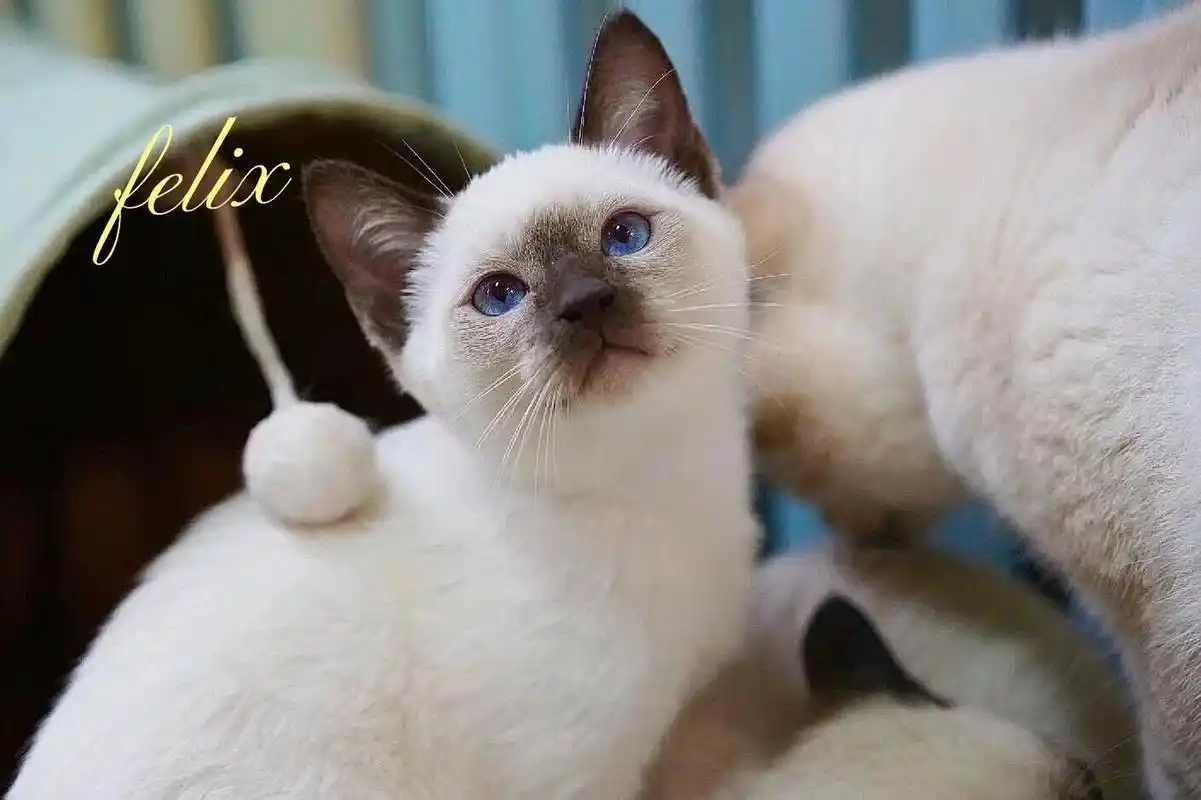 可爱的传统系暹罗猫