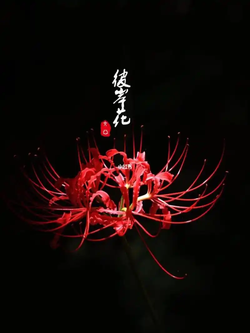 忘川水流流忘川,彼岸花开开彼岸.