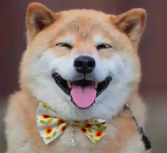 喝水都会笑的柴犬其实在日本大地震后用笑容治愈了无数人