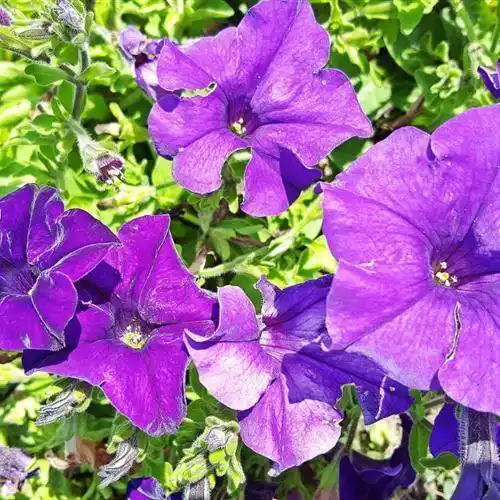 牵牛花微信头像,矮牵牛花图片大全大图_整理_相关_标题