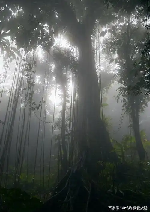 《阿凡达》中的"生命之树",我在海南热带雨林见到"实物"了!